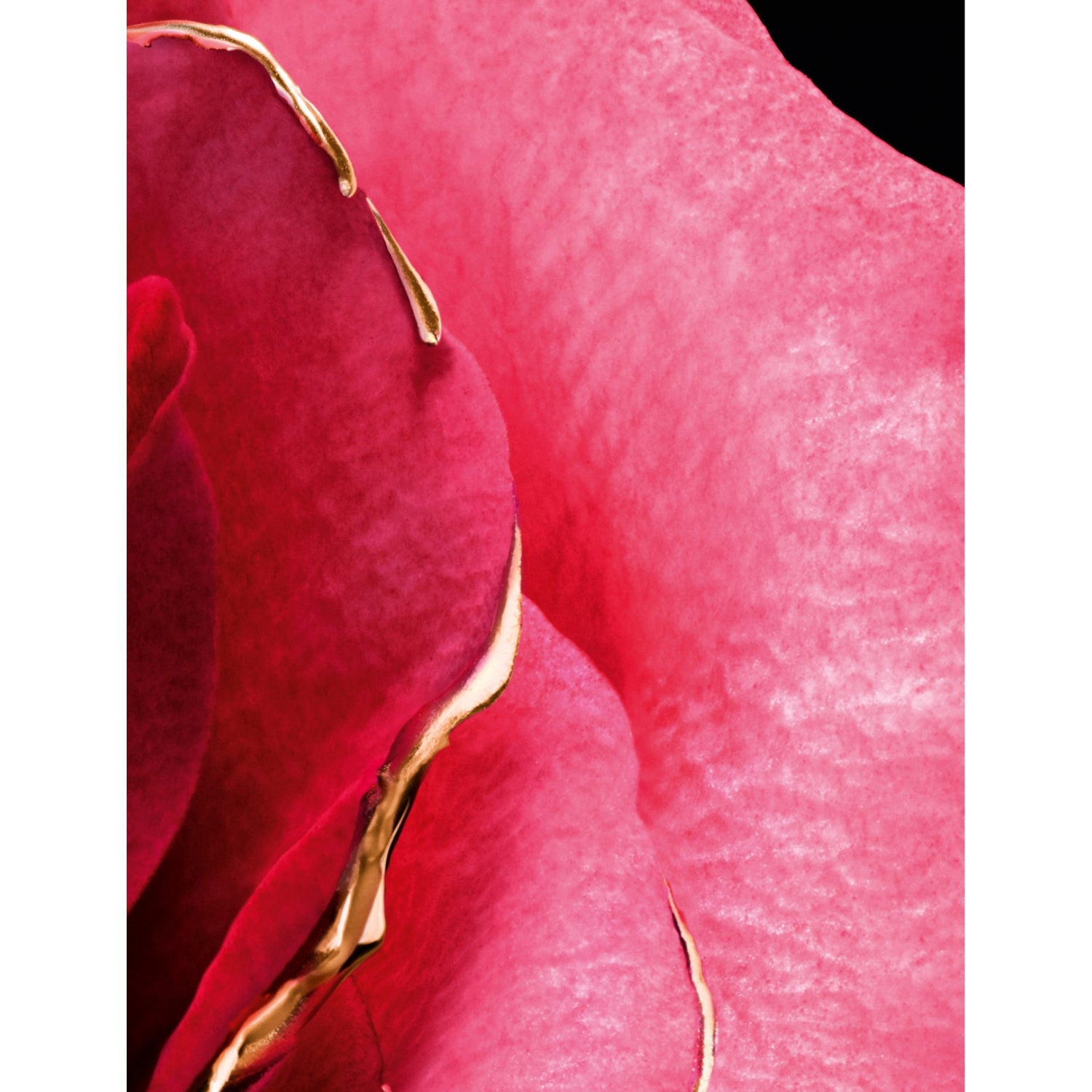 Guerlain Rose Centifolia parfum extract 50ml (British brand)