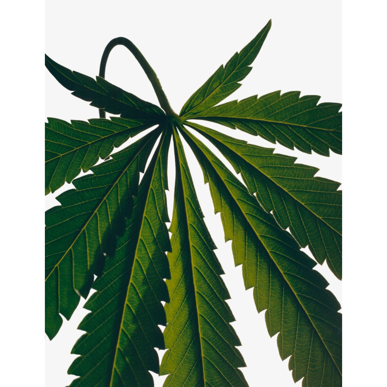 Loewe Marihuana body lotion 360ml - British product