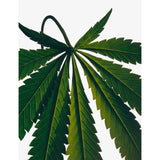 Loewe Marihuana body lotion 360ml - British product