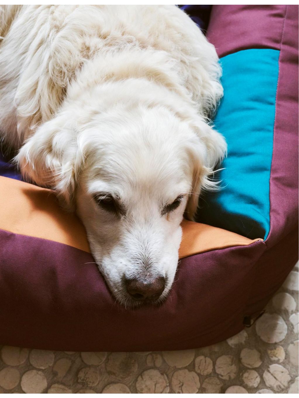HAY colour-block large dog bed (British brand)