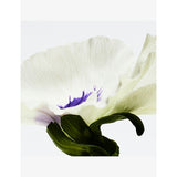Loewe Agua Drop Eau de Parfum fragrance, imported from the UK