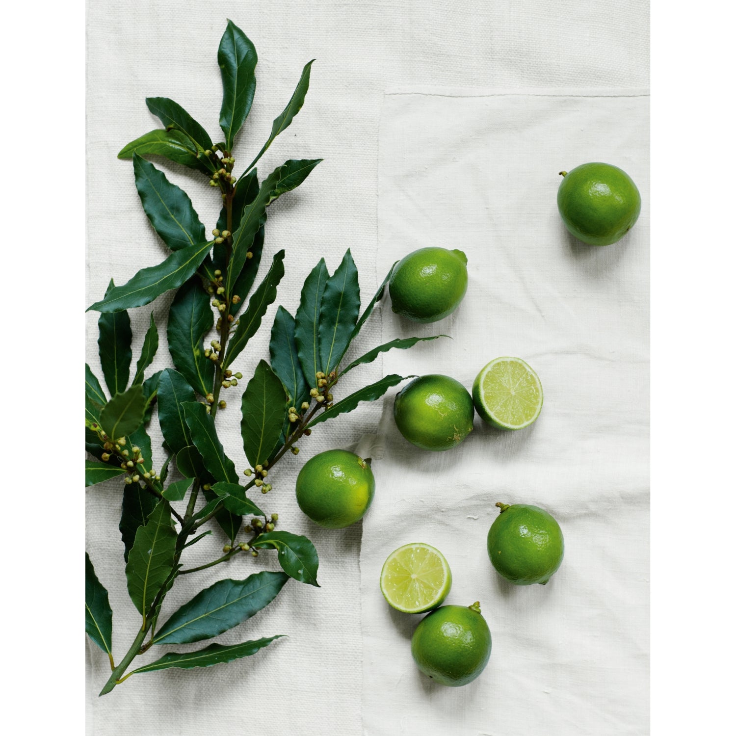 The White Company Lime & Bay fragrance oil 15ml, UK version
