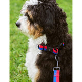 HAY stripe flat dog collar adjustable 35-55cm - British product