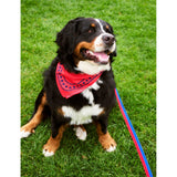 HAY stripe flat dog collar adjustable 35-55cm - British product