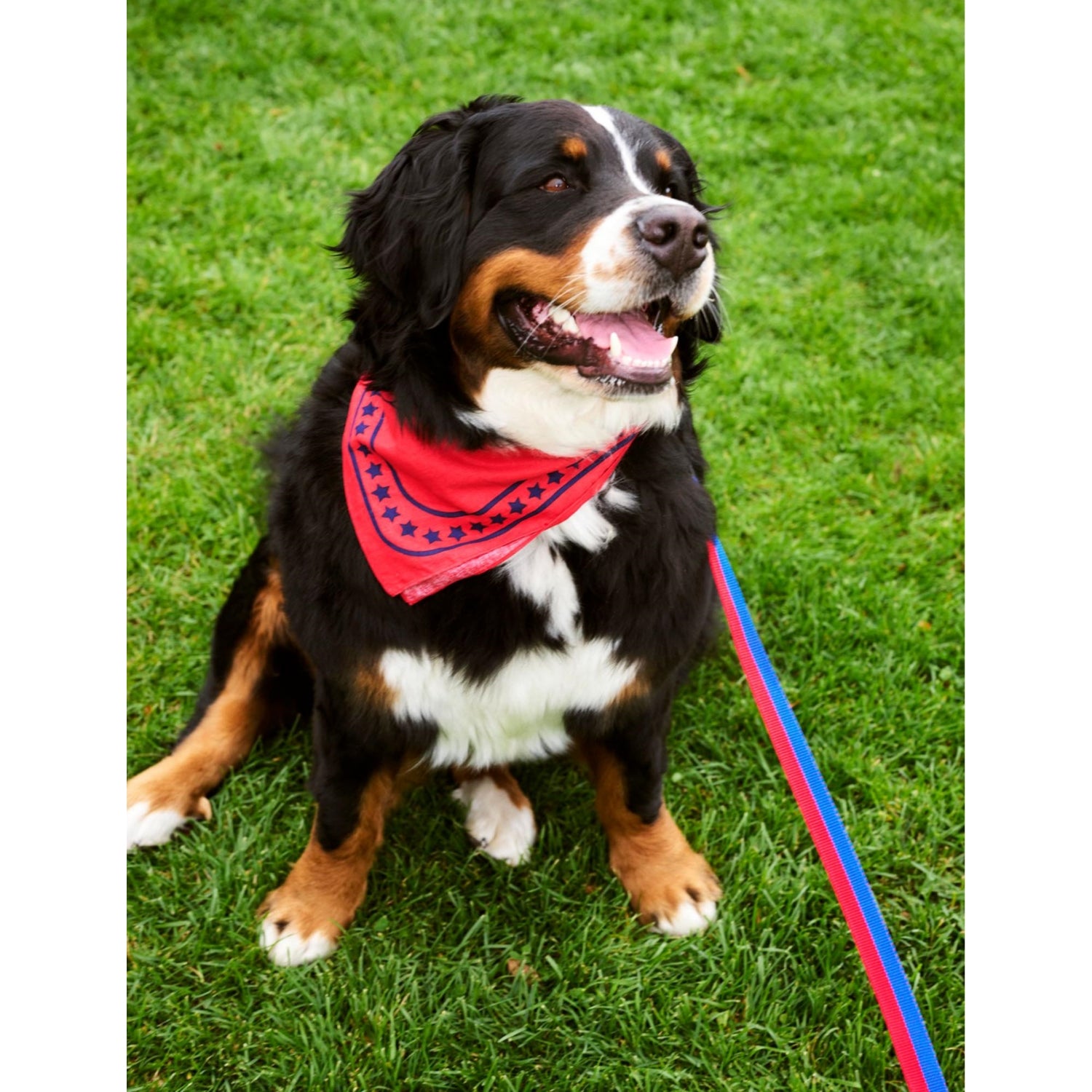 HAY plaited woven dog leash 160cm length (British brand)