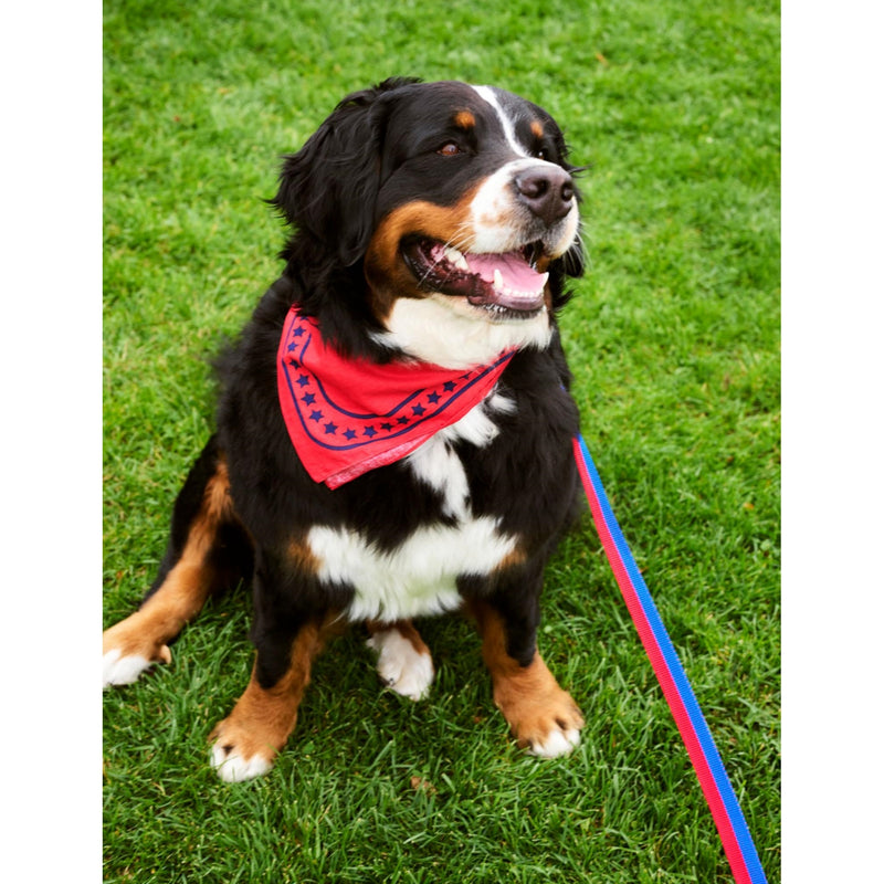 HAY plaited woven dog leash 160cm length (British brand)
