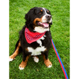 HAY plaited woven dog leash 160cm length (British brand)