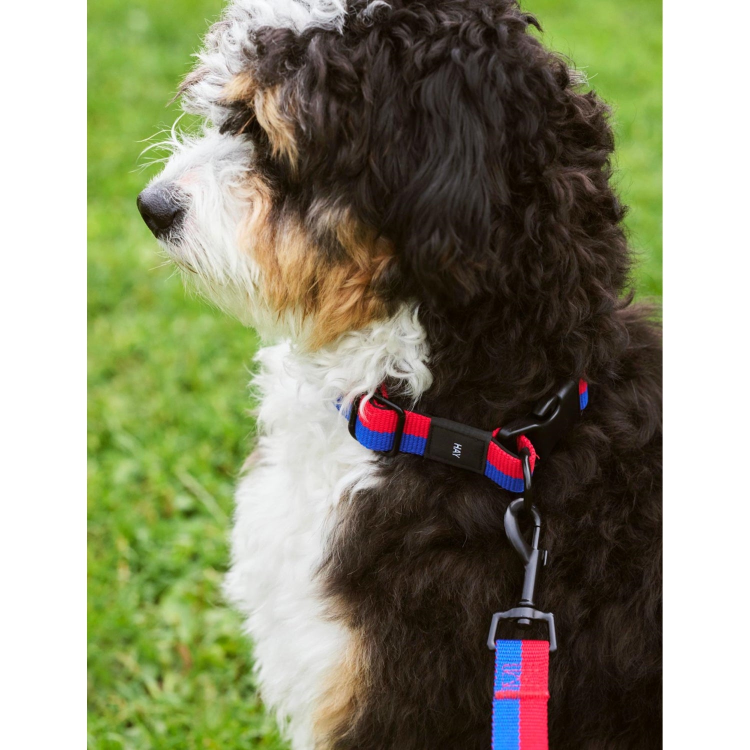 HAY plaited woven dog leash 160cm length (British brand)