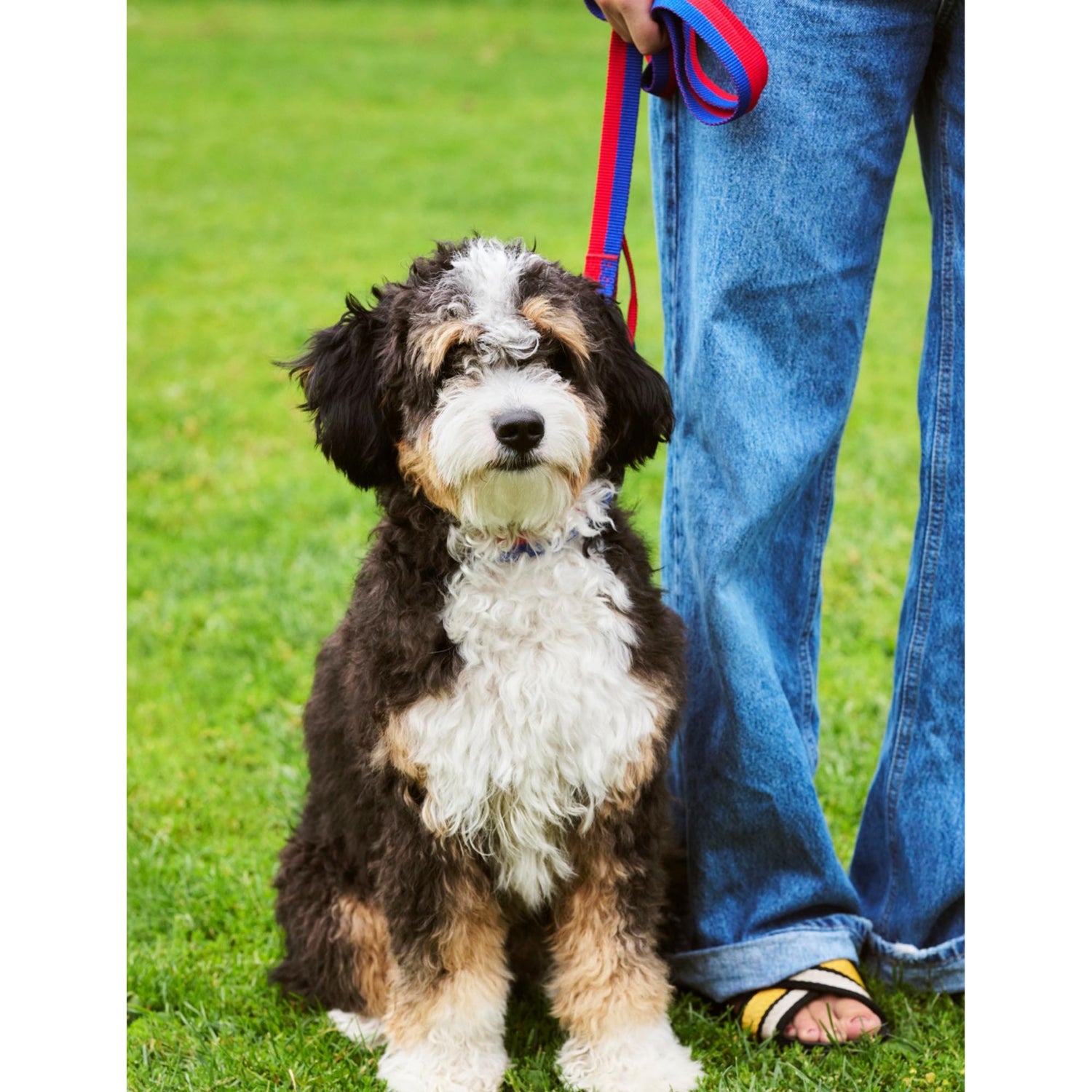 HAY plaited woven dog leash 160cm length (British brand)