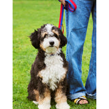 HAY plaited woven dog leash 160cm length (British brand)