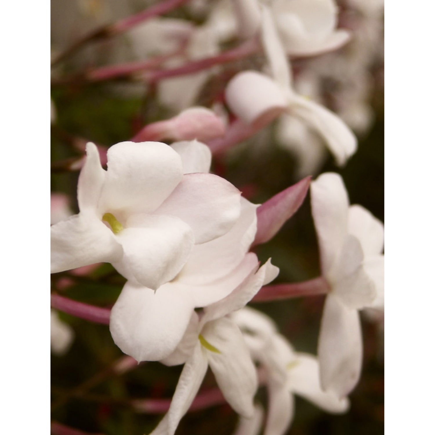 Plum & Ashby Jasmine & Tuberose diffuser 200ml, imported from the UK