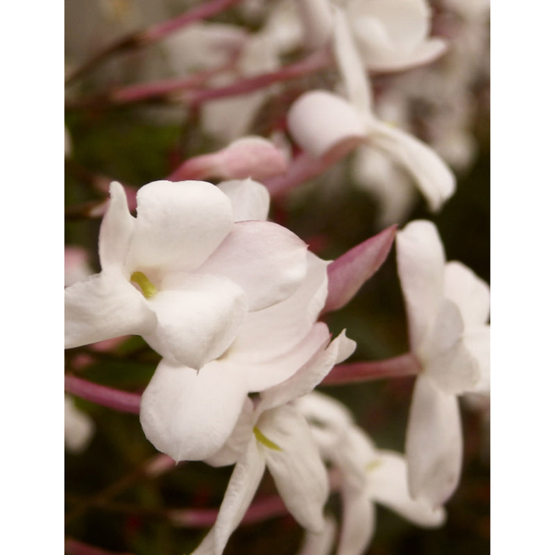 Plum & Ashby Jasmine & Tuberose diffuser 200ml, imported from the UK