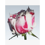 Fresh rose deep hydration face cream, imported from the UK