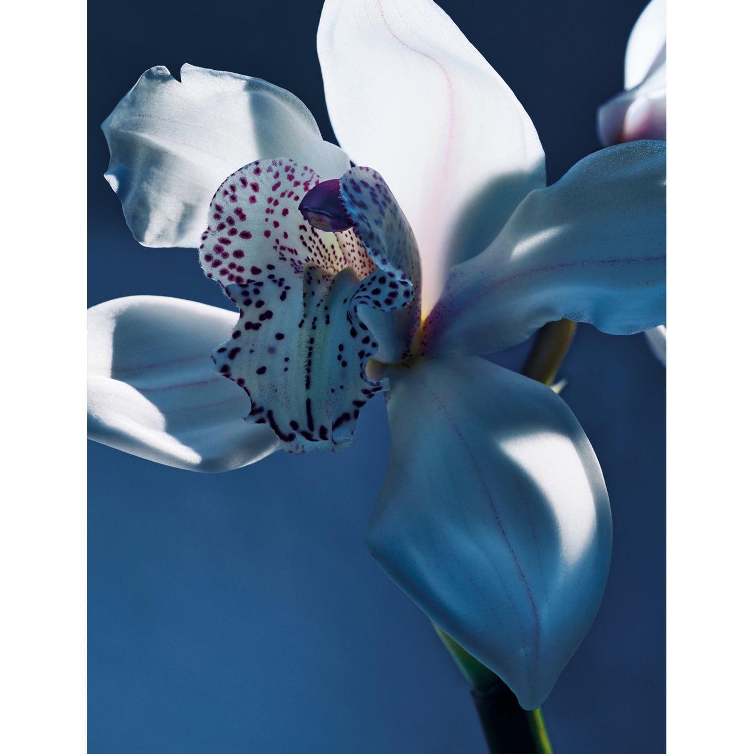 Chloé Orchidée de Minuit eau de parfum 150ml (British brand)