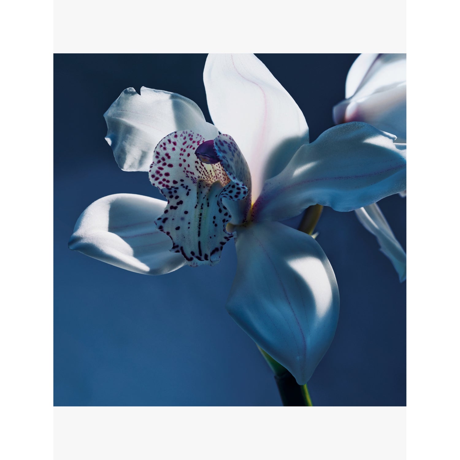 Chloé Orchidée de Minuit eau de parfum 50ml (British brand)