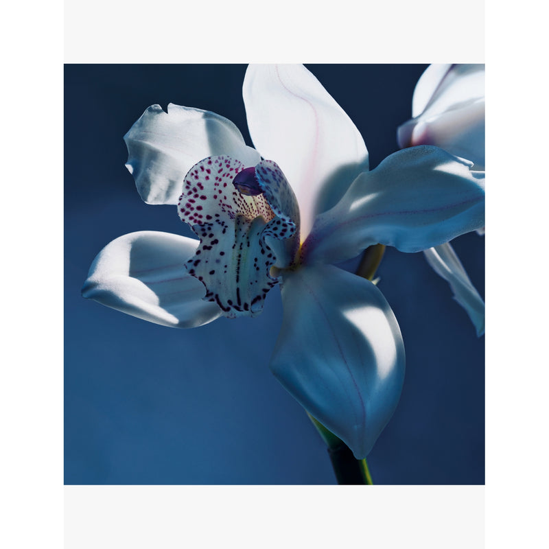Chloé Orchidée de Minuit eau de parfum 50ml (British brand)