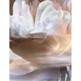 Lancome eau de parfum Not Your Rose 100ml, imported from the UK