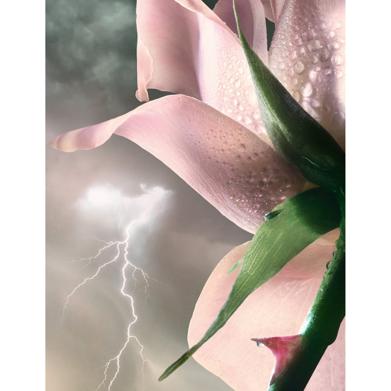 Lancome Absolue Storm and Roses eau de parfum 100ml (British brand)