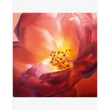 Lancôme Absolue Hot As Rose eau de parfum 50ml (British brand)
