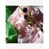 Lancôme Absolue Storm and Roses Eau de Parfum 50ml - British product