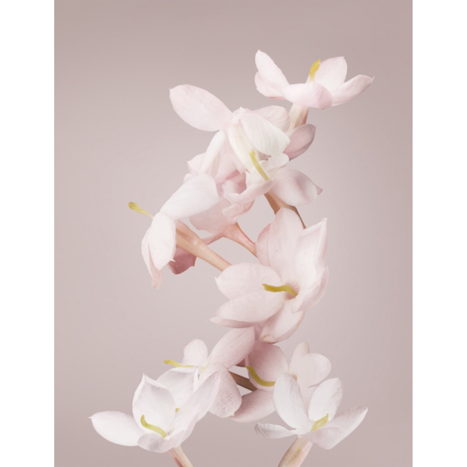 Valentino Valentina eau de parfum 100ml, imported from the UK