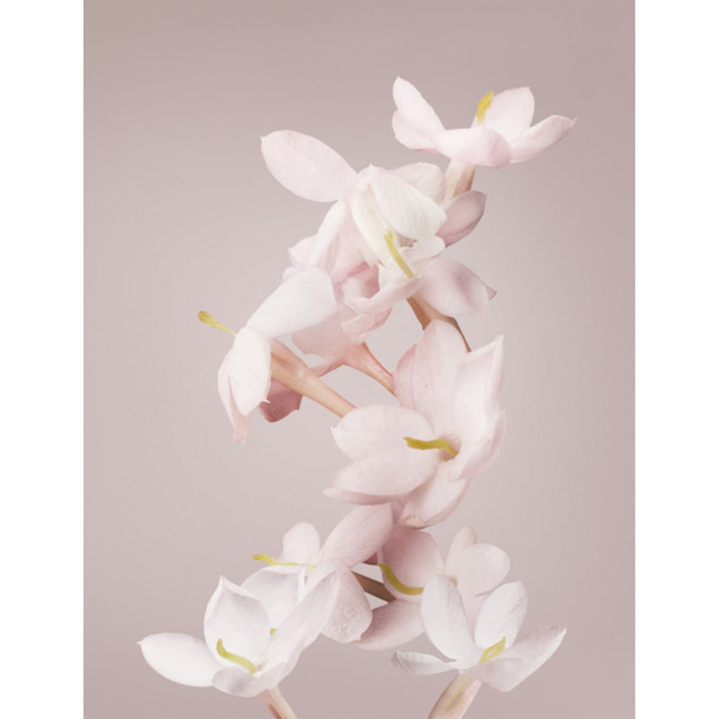 Valentino Valentina eau de parfum 100ml, imported from the UK