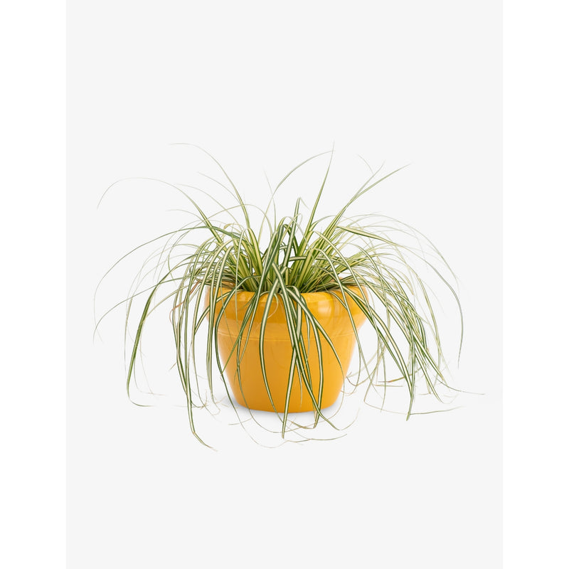 Home Studyo Pierre ceramic planter 25cm, imported from the UK