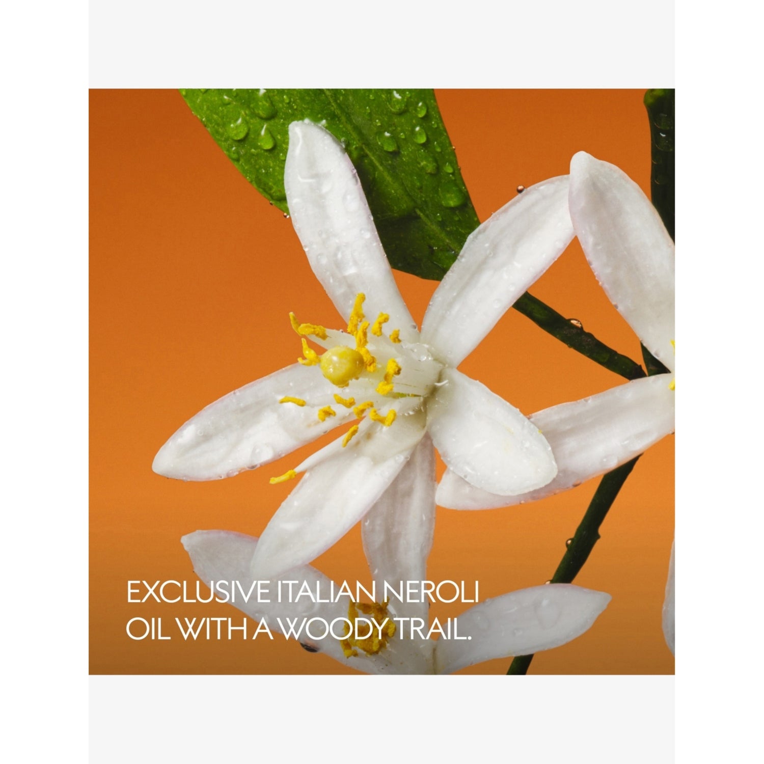 Gucci Fiori di Neroli eau de parfum 50ml, imported from the UK