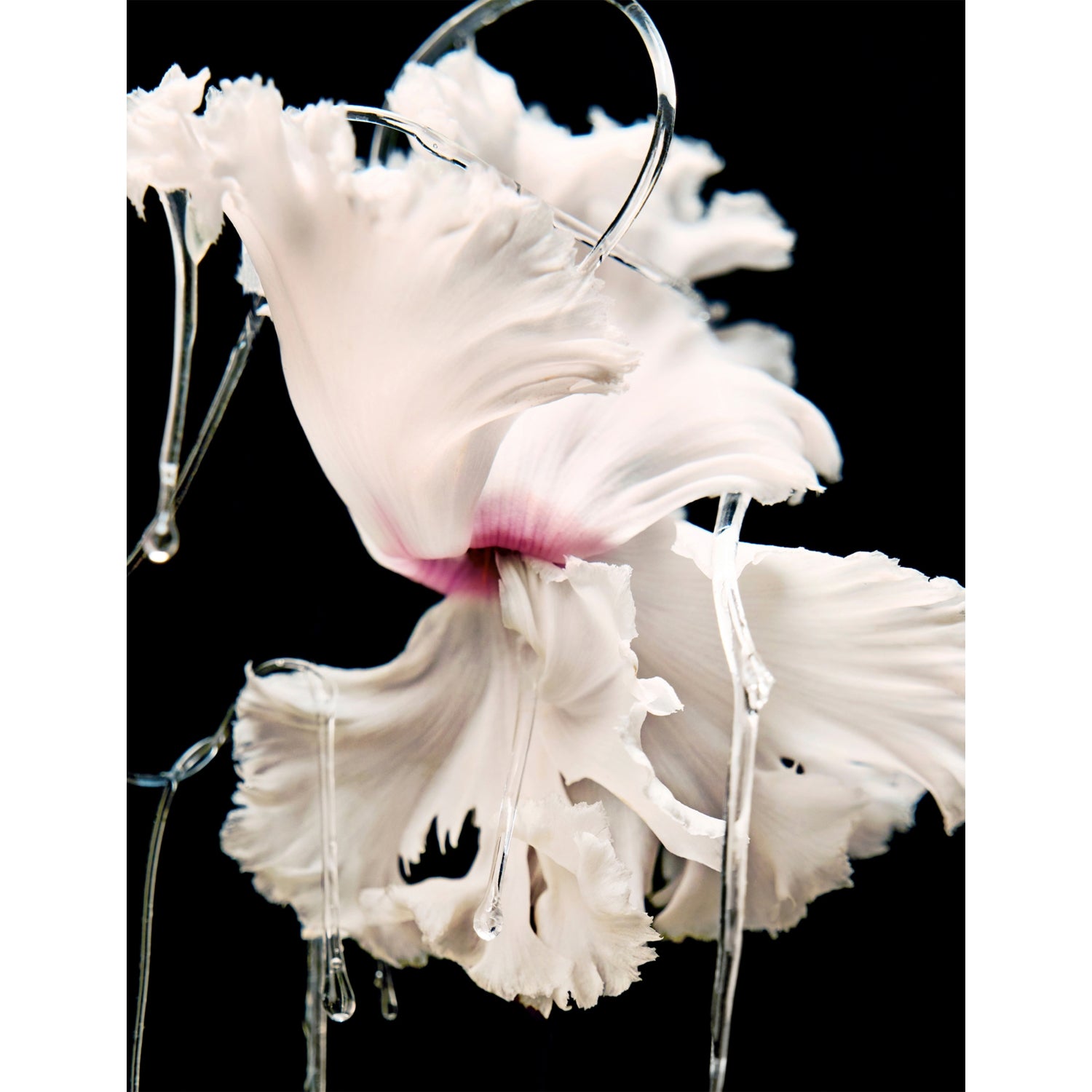 Byredo Blanche Absolu de Parfum 50ml - British product