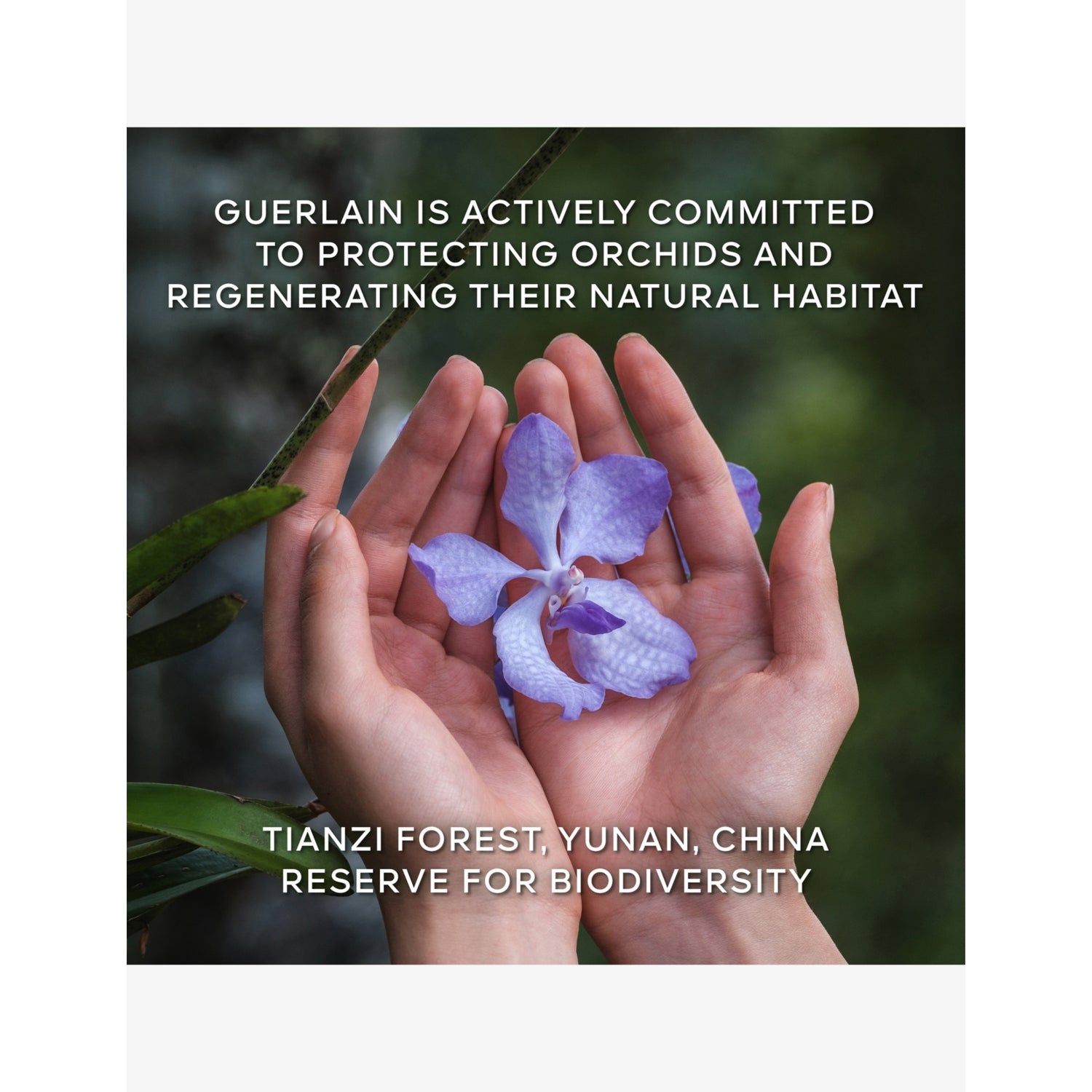 Guerlain Orchidée Impériale Longevity Rich Cream 50ml, imported from the UK