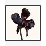 Tom Ford Black Orchid Reserve parfum bottle, imported from the UK