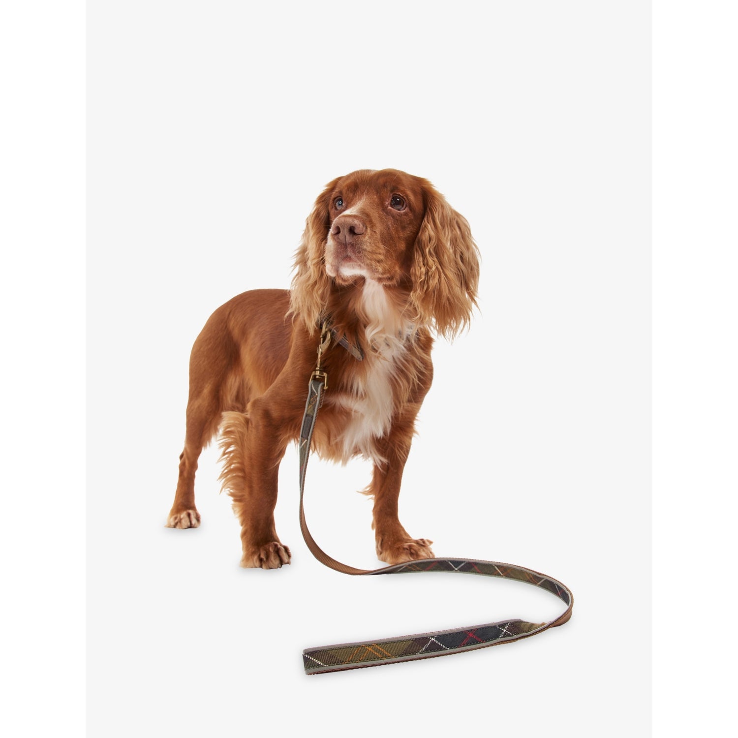 Barbour reflective tartan dog collar, imported from the UK
