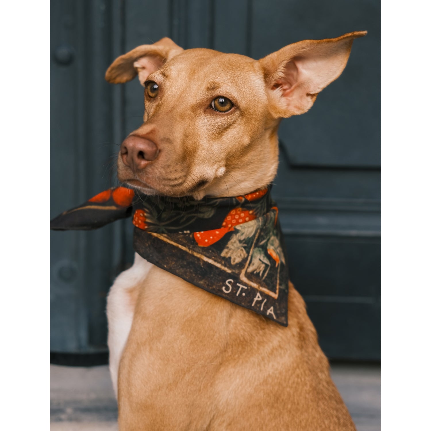 St. Pia Berry Bff cotton bandana for pets and humans, UK version