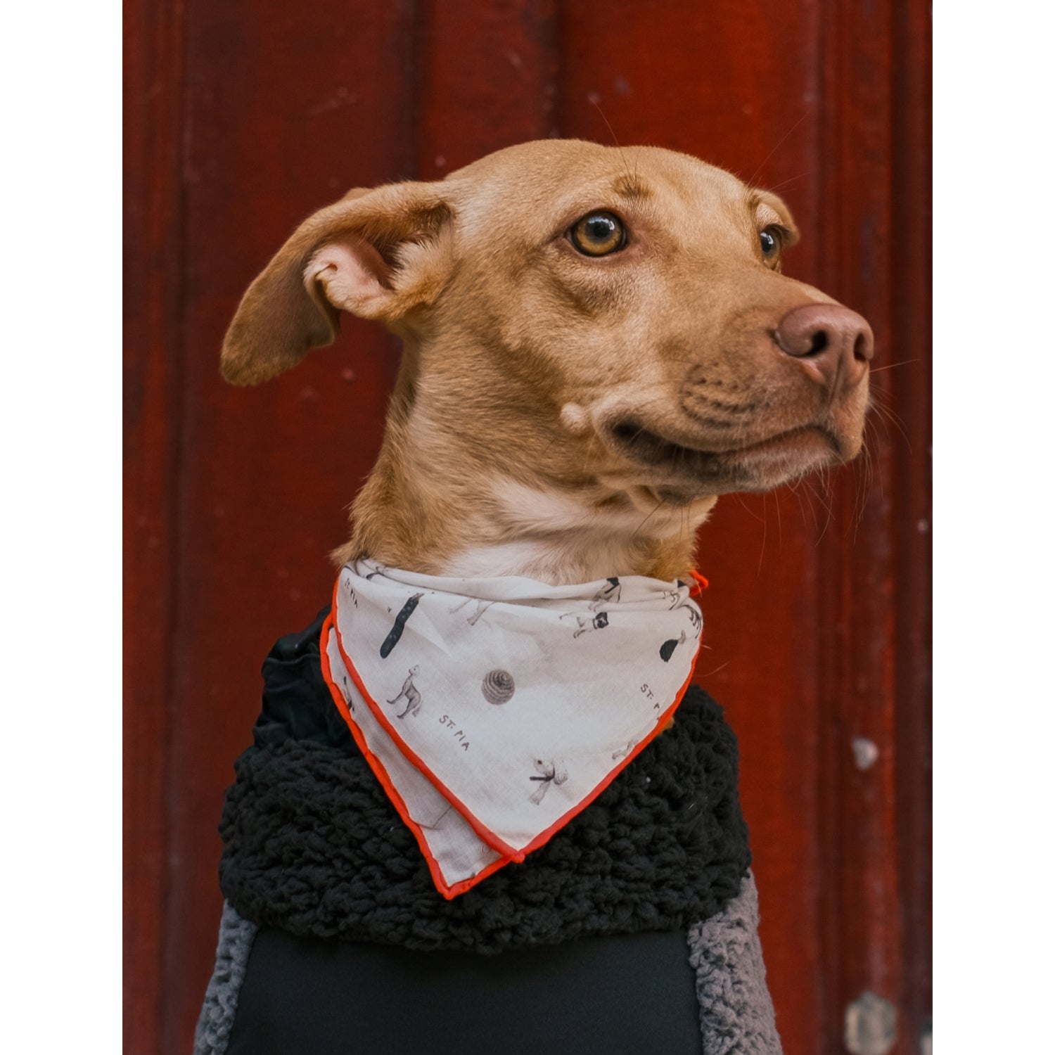 Gazette small cotton bandana for pets and humans - British product