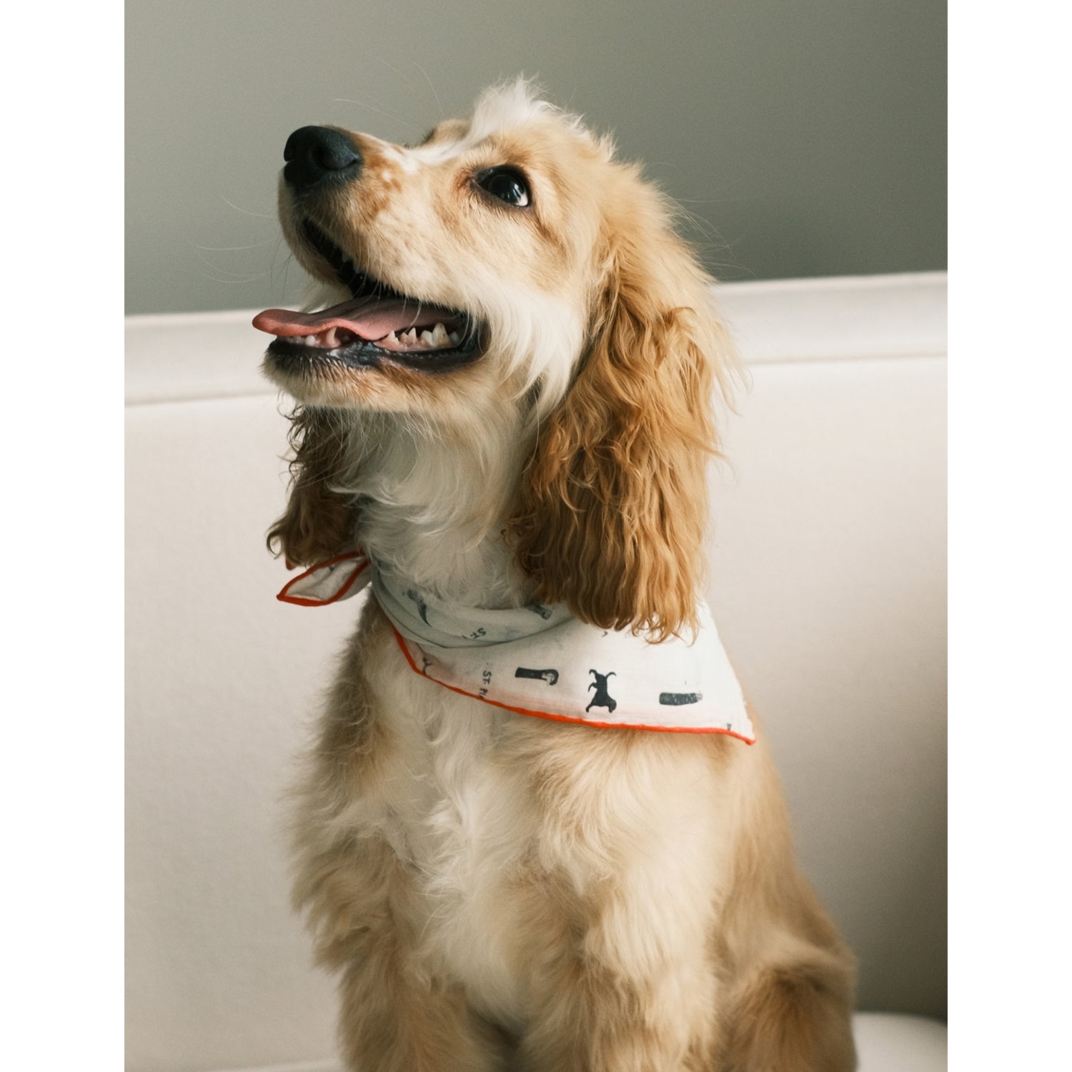 Gazette small cotton bandana for pets and humans - British product
