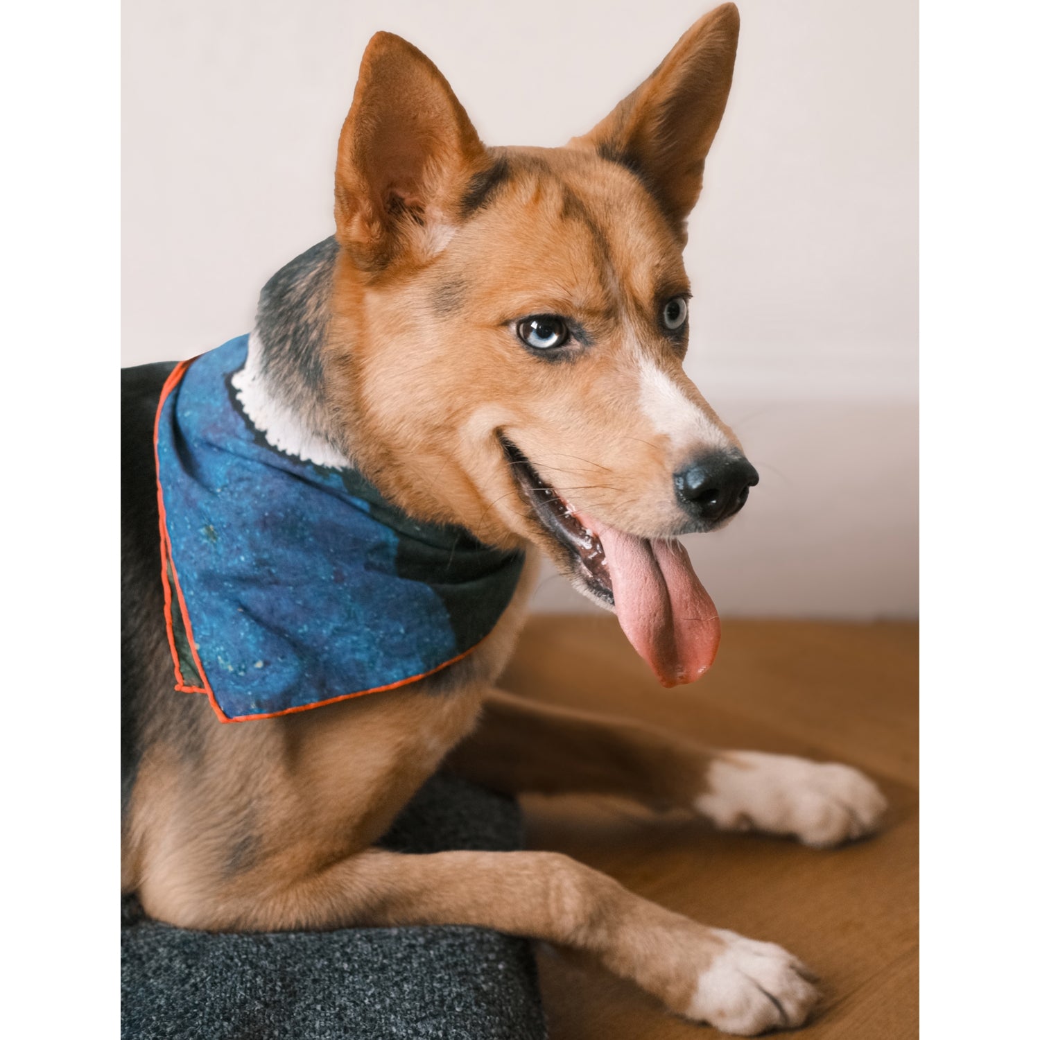 St. Pia cotton bandana for pets and humans - British product