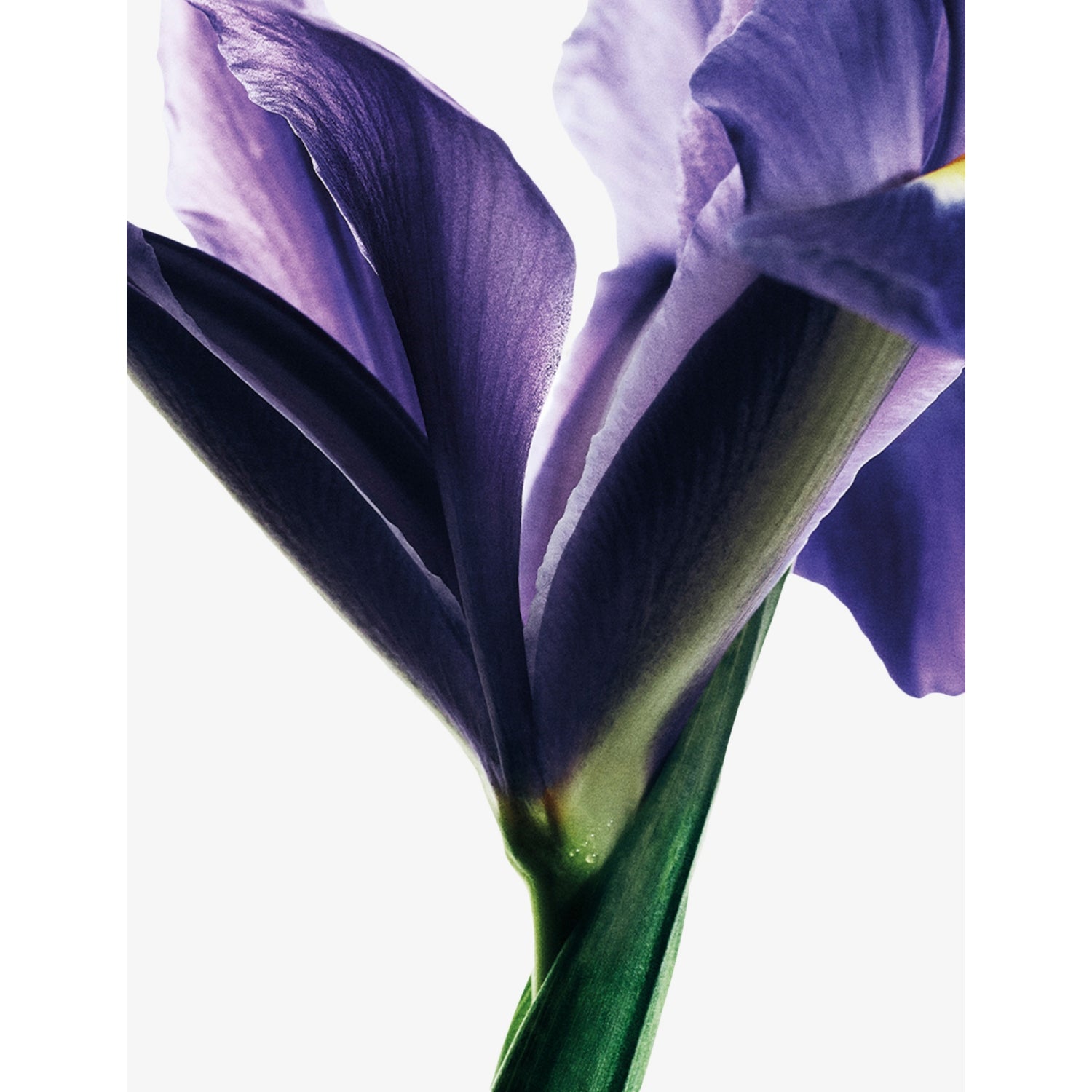 Loewe Eau de Parfum Iris Root 100ml (British brand)