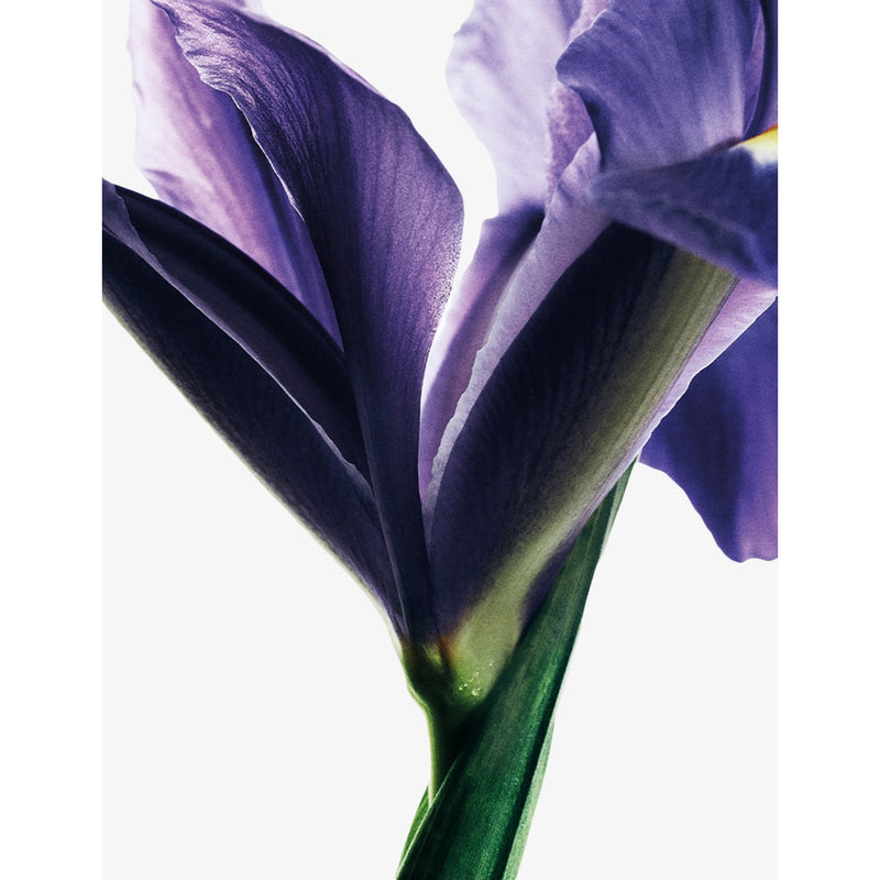 Loewe Eau de Parfum Iris Root 100ml (British brand)