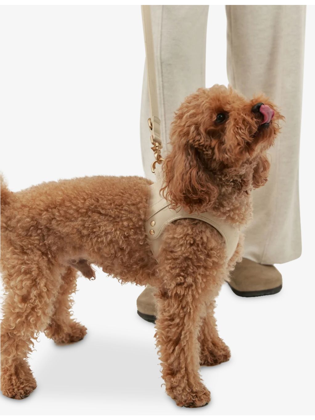 Cafide Jala vegan-leather dog harness, imported from the UK