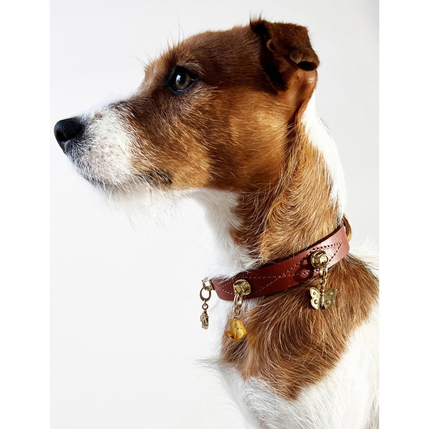 Unleash Harmony brass and amber dog collar charm - British product