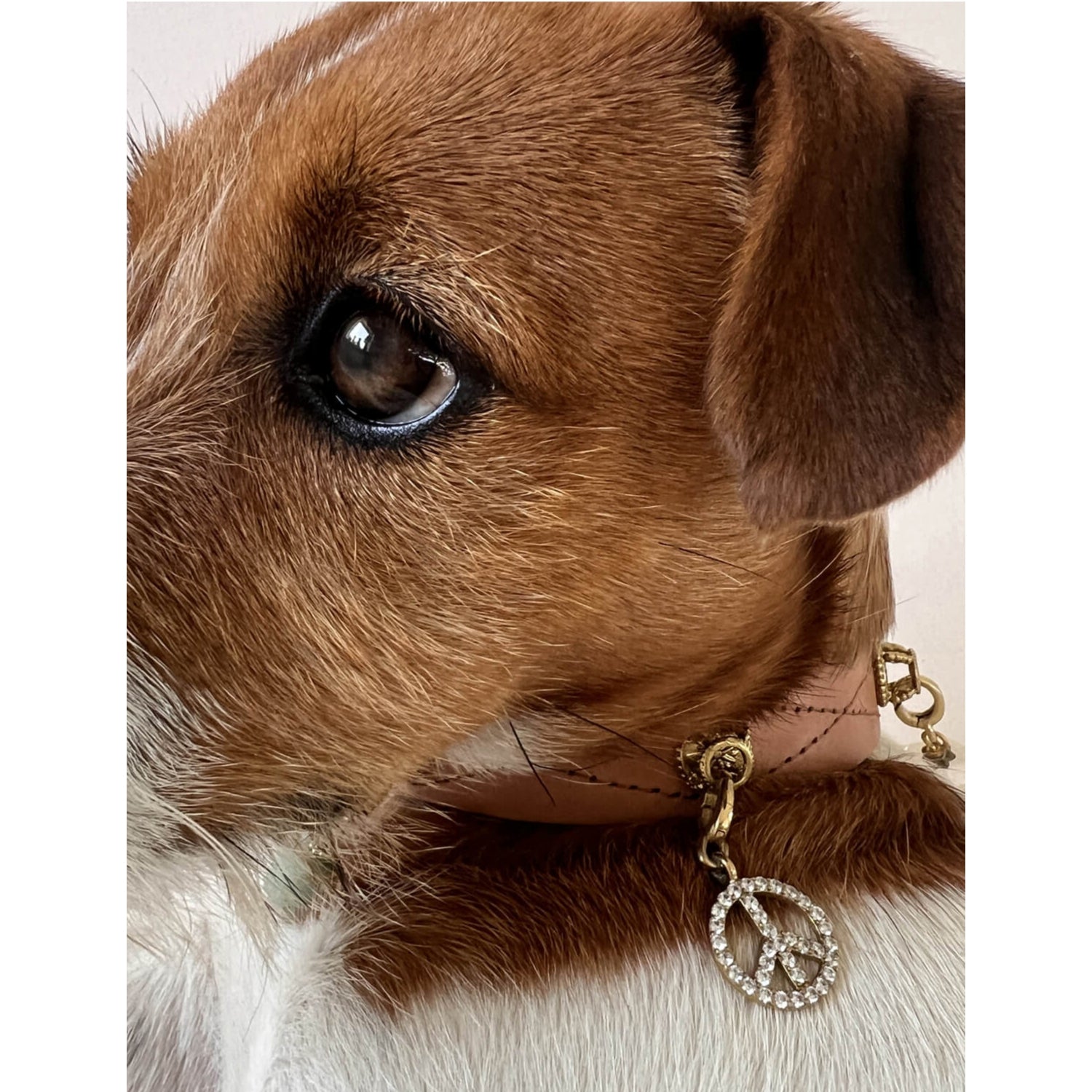 Unleash Cph peace sign brass zircon dog charm, imported from the UK