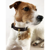 Unleash Cph Depth brass and zircon dog collar charm 4cm (British brand)