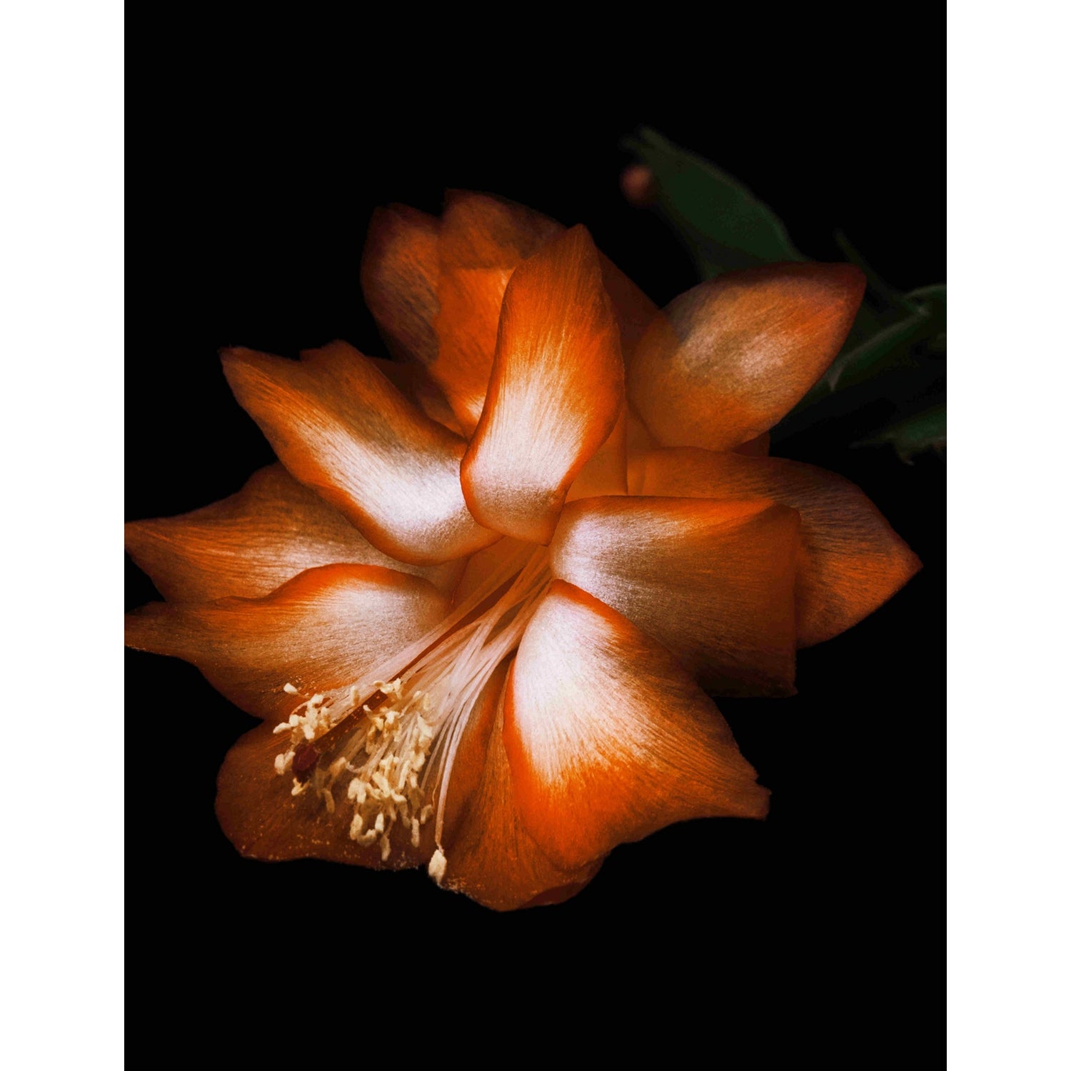 Byredo Black Saffron Absolu de Parfum 50ml (British brand)