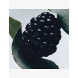 Jo Malone London Blackberry & Bay car diffuser refill 30ml (British brand)