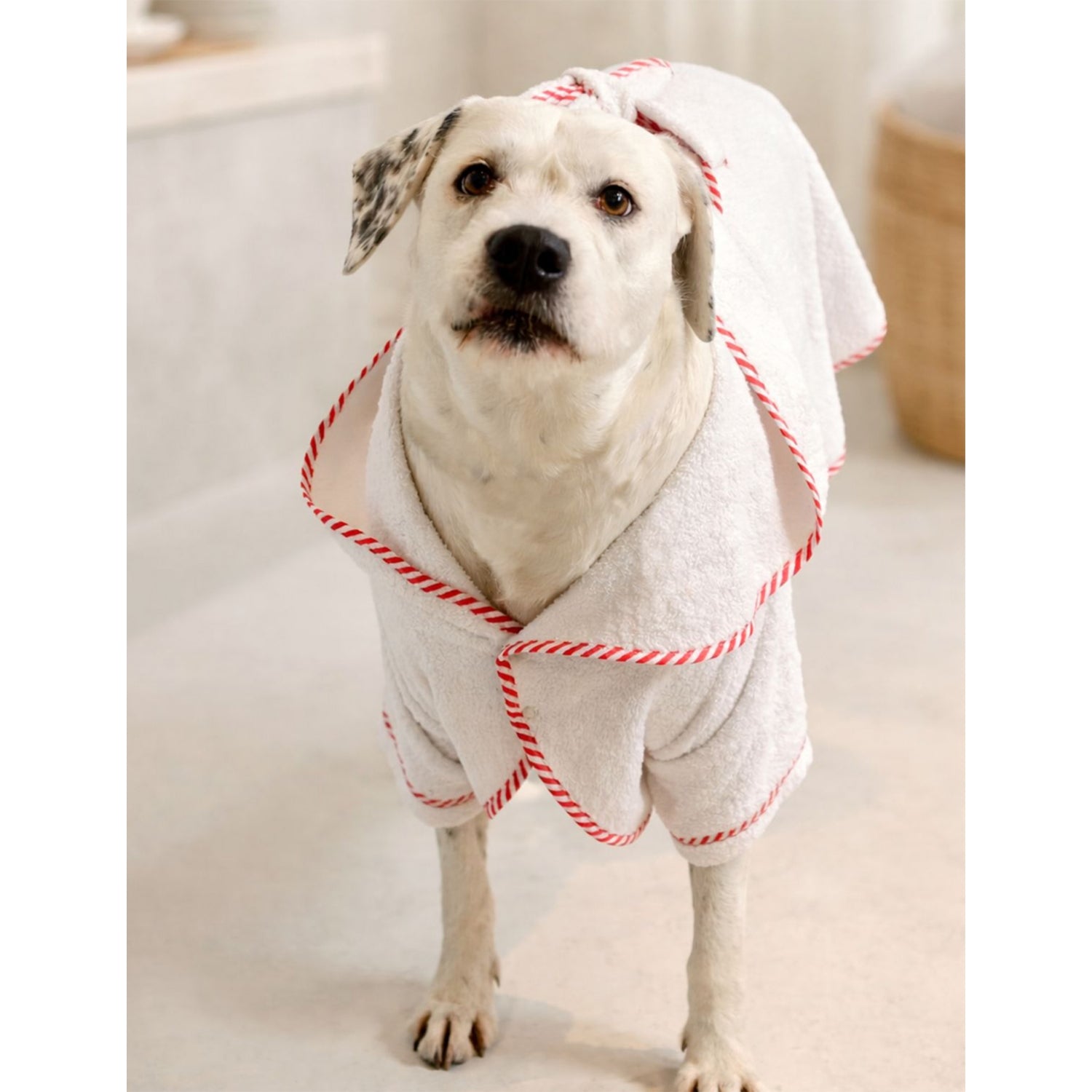 St Pia cotton dog bathrobe, imported from the UK
