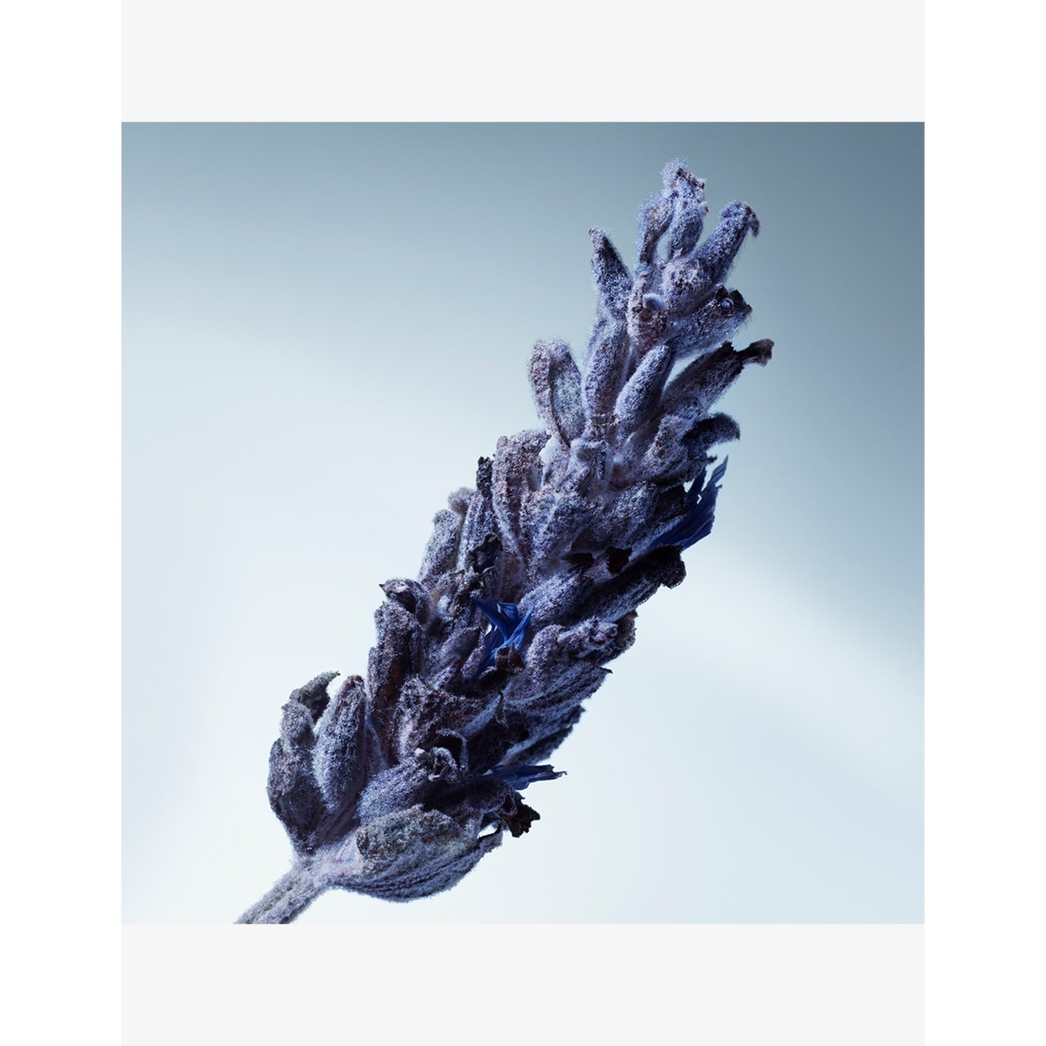 MATIERE PREMIERE Metal Lavender Eau de Parfum 50ml, UK version