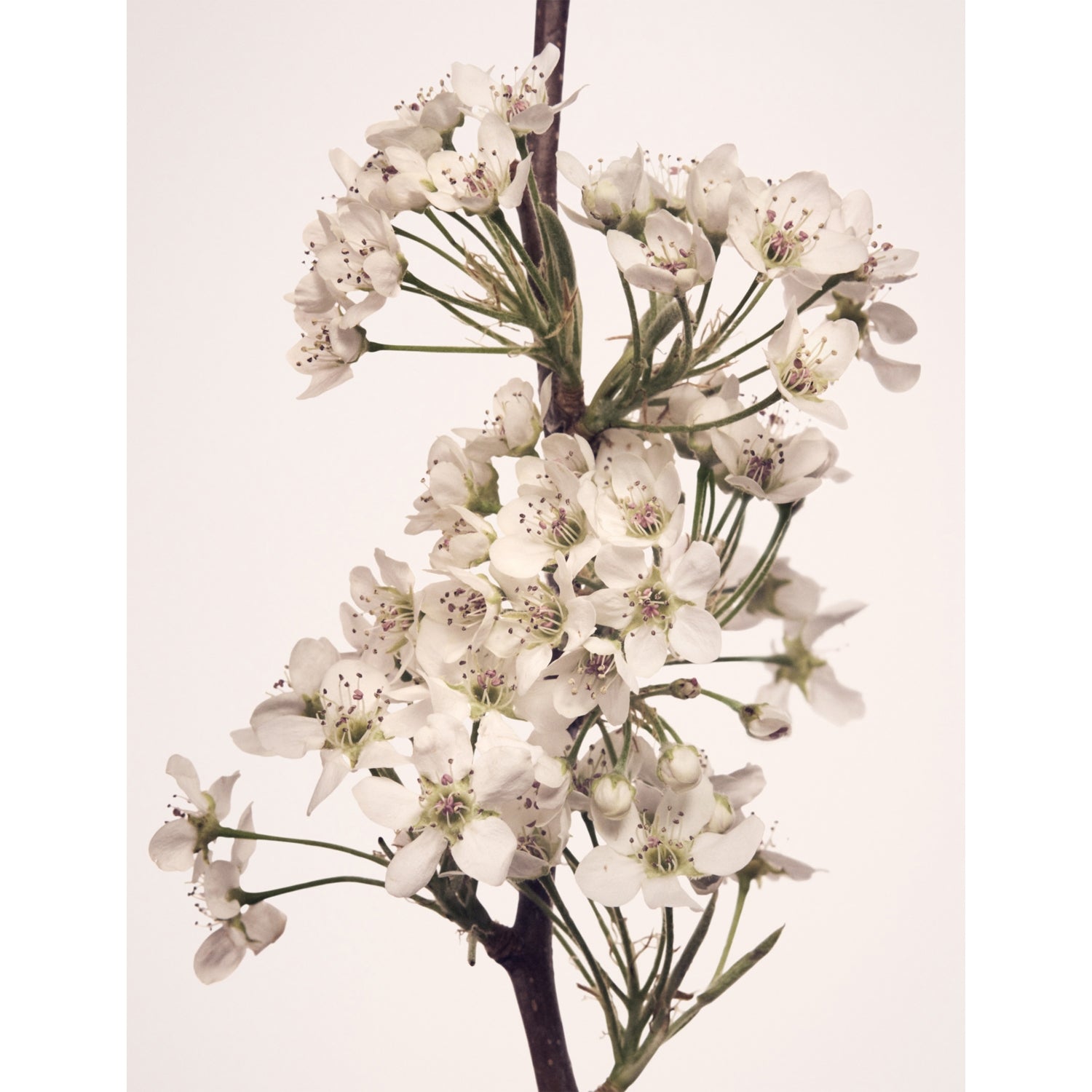 NEST New York reed diffuser Opulent Osmanthus 500ml, UK version