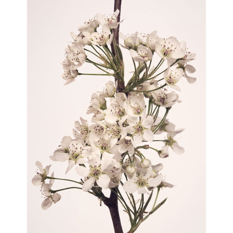 NEST New York reed diffuser Opulent Osmanthus 500ml, UK version