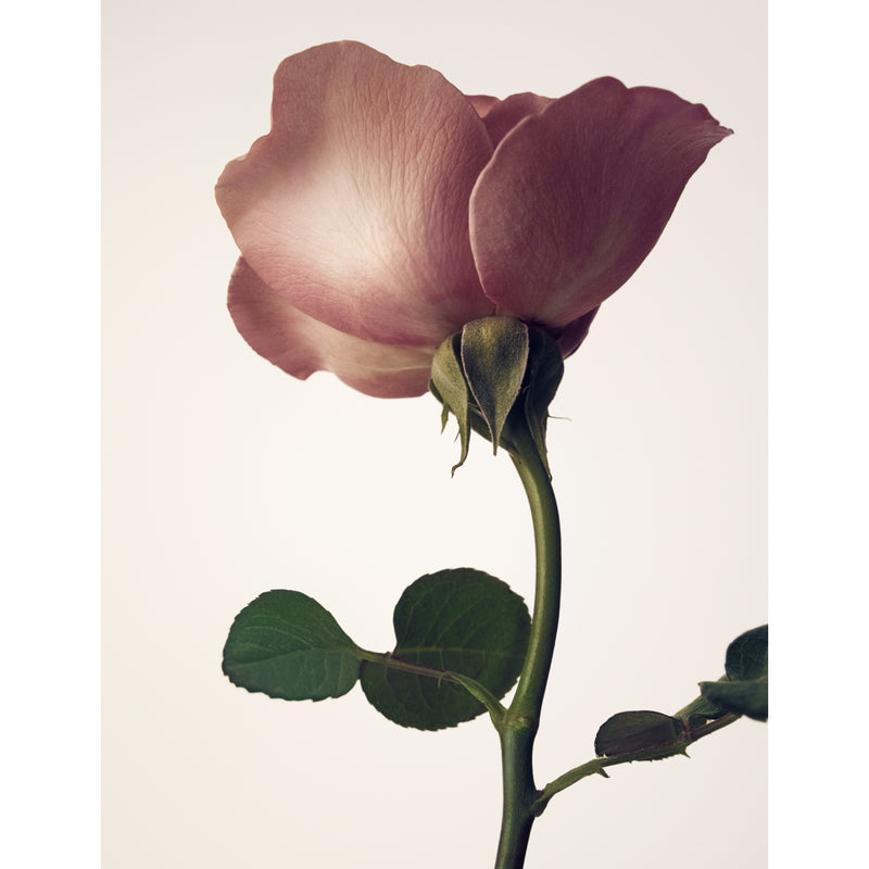 NEST New York Rose Sublime reed diffuser 500ml - British product