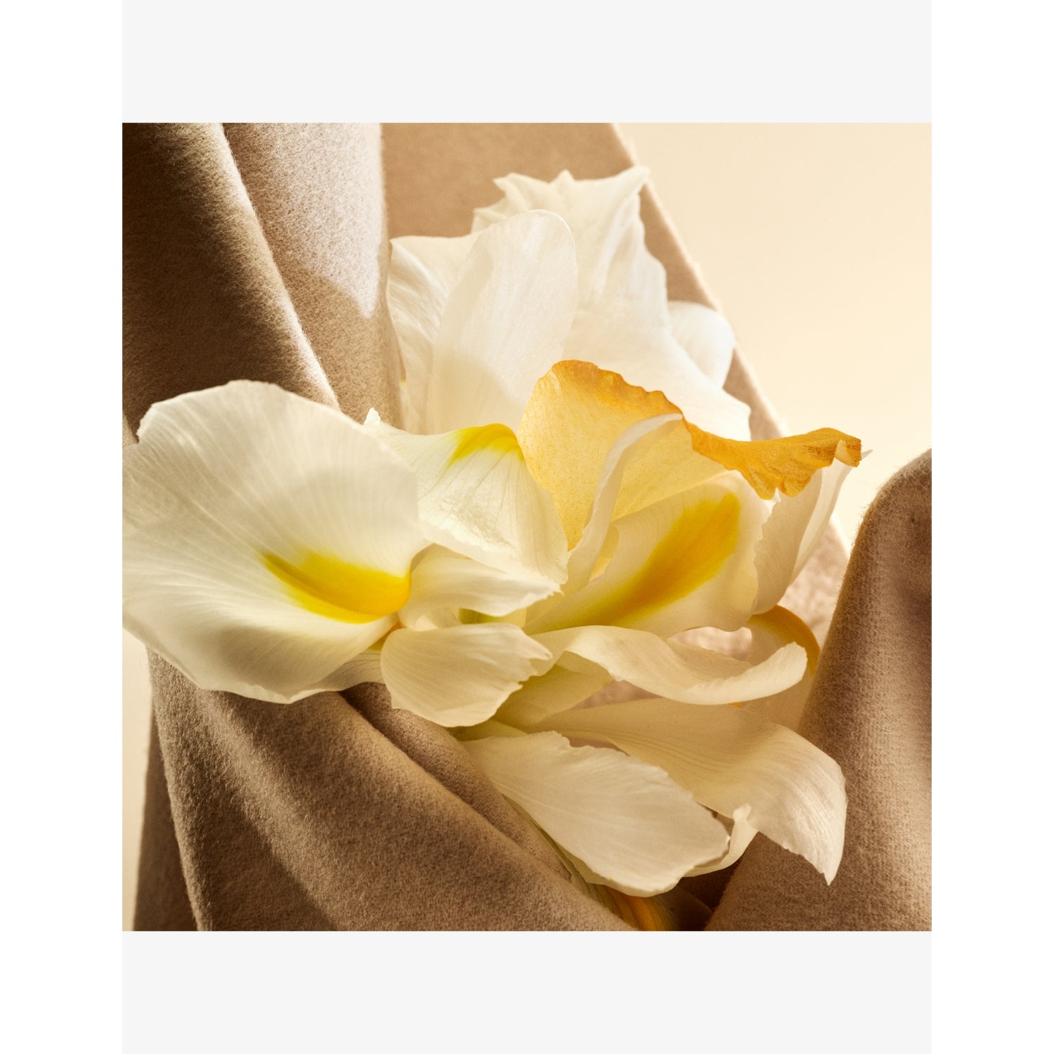 Guerlain Eau de Cashmere EDT 100ml - British product